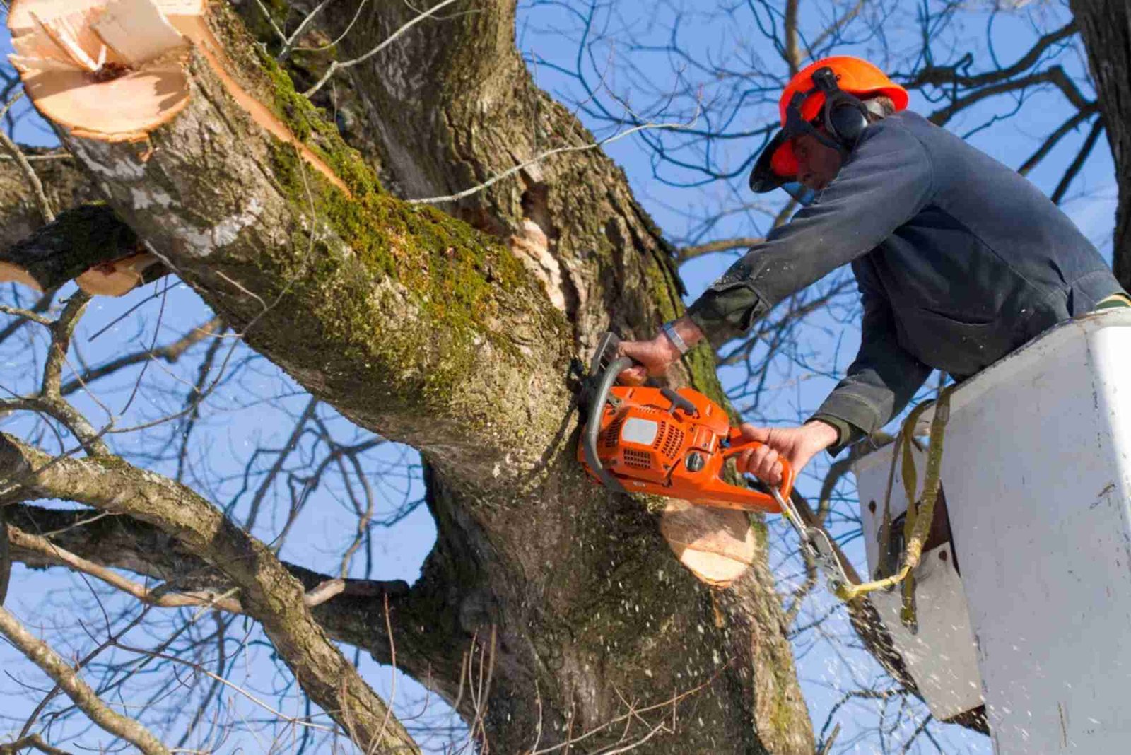 Tree Service in Oak Park, IL